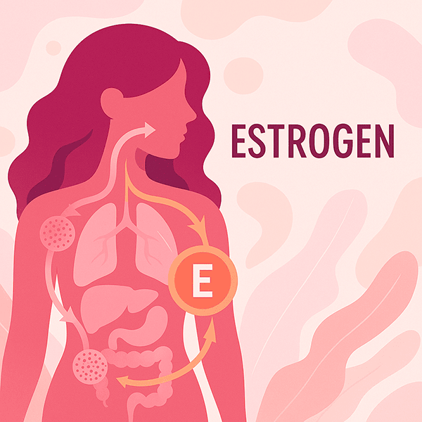 Illustrated female body showing estrogen pathways